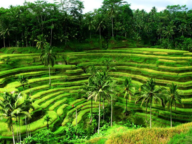 Відпочинок на Убуді (Ubud) - Аристея Тур